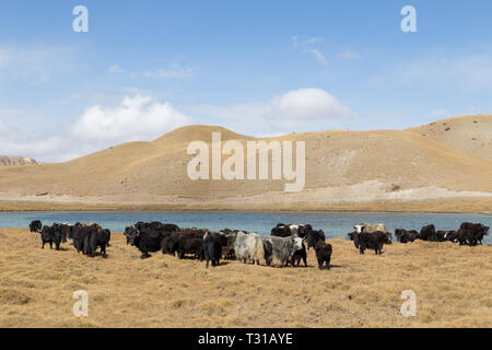 Pascolo di Yaks al lago Tulpar nel Kirghizistan meridionale Foto Stock