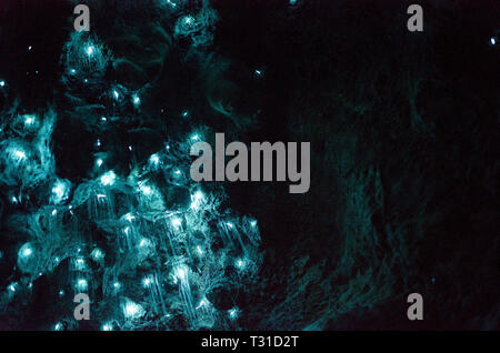 Bioluminiscent lucciole che brilla in Waipu Grotte, Northland e North Island, Nuova Zelanda. Foto Stock