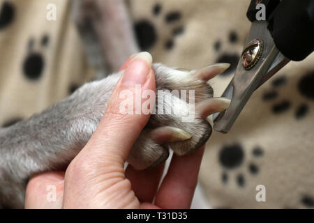 Il taglio di cani di griffe. Ritaglio di una cani unghie lunghe Foto Stock