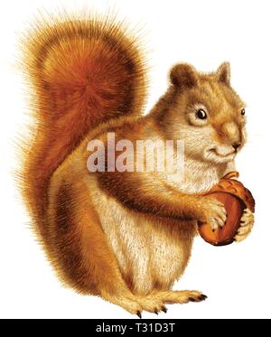 Lo scoiattolo trattiene il dado in una maniera possessivo. Illustrazione Vettoriale