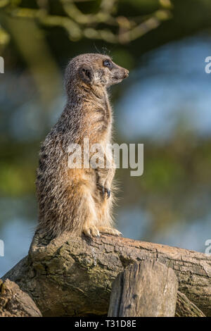 Meerkat permanente sulla pattuglia guardando fuori dei predatori. Foto Stock