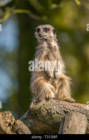 Meerkat permanente sulla pattuglia guardando fuori dei predatori. Foto Stock