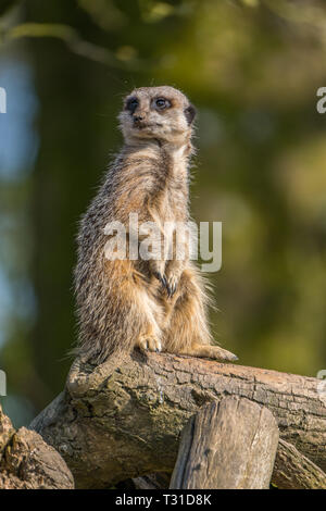 Meerkat permanente sulla pattuglia guardando fuori dei predatori. Foto Stock