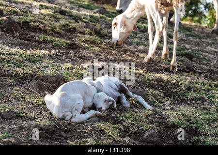 Capre in Etiopia nei pressi di cascate del Nilo Azzurro, Tis-Isat cade nella regione di amara dell Etiopia, dell Africa orientale Foto Stock