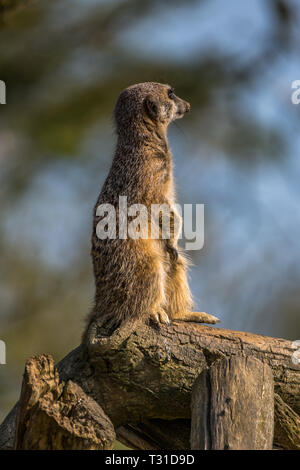 Meerkat permanente sulla pattuglia guardando fuori dei predatori. Foto Stock