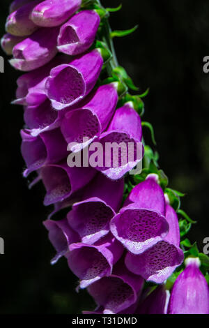 Fioritura viola foxgloves a Coromandel passeggiata costiera alla Penisola di Coromandel, Northland e Nuova Zelanda. Foto Stock