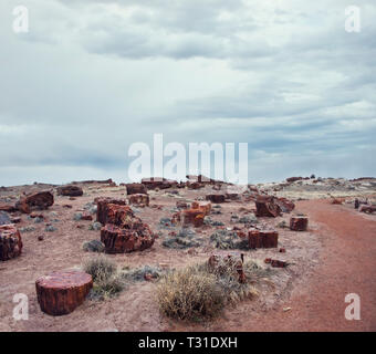 Fossili di tronchi di alberi dal periodo triassico - Parco Nazionale della Foresta Pietrificata, Arizona Foto Stock