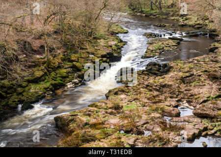 Da Bolton Abbey una piacevole passeggiata lungo il fiume conduce a monte attraverso il bosco fino al 'hotel Astrid, un famigerato tratto di acqua dove il fiume Wharfe è costretto i Foto Stock