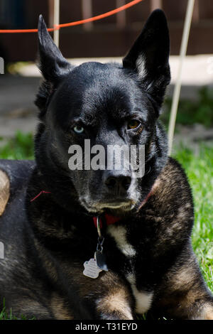 Cane di oziare nel cortile posteriore Foto Stock