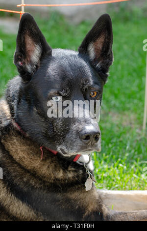 Cane di oziare nel cortile posteriore Foto Stock