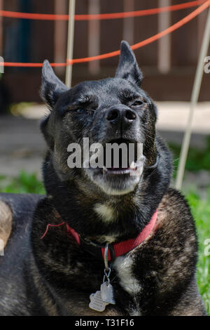 Cane di oziare nel cortile posteriore Foto Stock