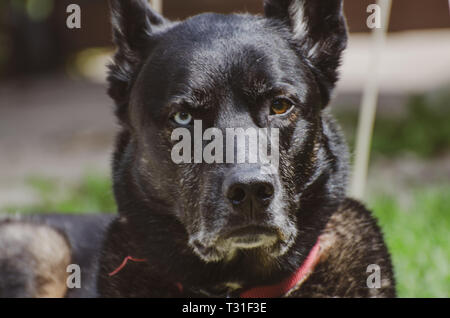 Cane di oziare nel cortile posteriore Foto Stock