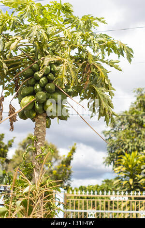 Albero di papaia con frutta Foto Stock