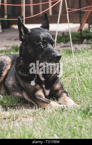 Cane di oziare nel cortile posteriore Foto Stock