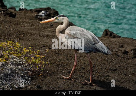 Sud America, Ecuador Isole Galapagos, Bartolome Island, airone blu, Ardea Erodiade Foto Stock