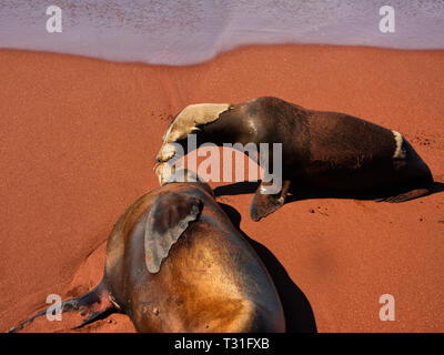 Sud America, Ecuador Isole Galapagos, Isola Rabida, Galapagos Sea Lion, Zalophus wollebaeki e pup Foto Stock