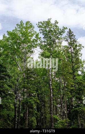 Foresta a Duck montagna parco provinciale Foto Stock