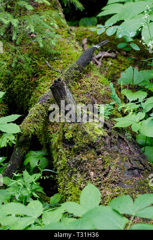 Moss registro coperto sul suolo della foresta Foto Stock