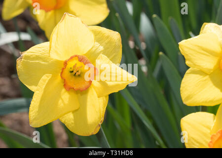 Fiori che sbocciano su Narcissus jonquil sulla giornata soleggiata con cielo blu. Foto Stock