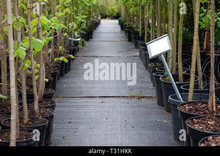 Filari di alberi in vasi di plastica sul vivaio. Foto Stock