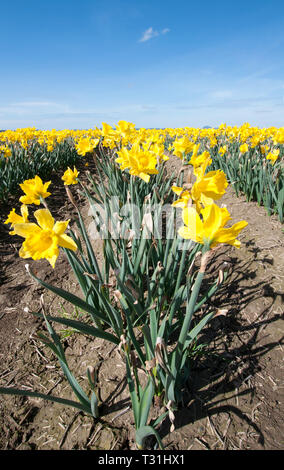 Molla di stordimento daffodil paesaggio di fiori in un'immagine verticale. Daffodil campi di fiori contro un luminoso cielo blu. Prendere in Skagit County, Washington. Foto Stock