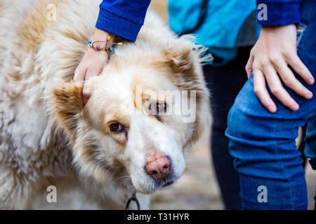 In Asia centrale il cane pastore close up carino al giorno ritratto Foto Stock