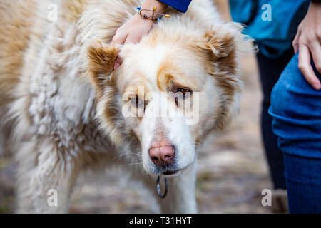 In Asia centrale il cane pastore close up carino al giorno ritratto Foto Stock