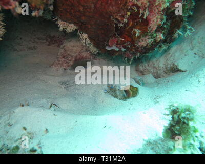 Bluespotted ribbontail ray (Taeniura lymma), nascosto sotto la sabbia al Mnemba Atollo, Zanzibar Foto Stock