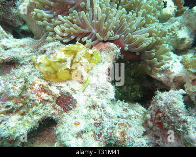 Yellow leaf scorfani, pesci di carta, pesci balestra, o piatto Scorfani (Taenianotus triacanthus) al Mnemba Atollo, Zanzibar Foto Stock