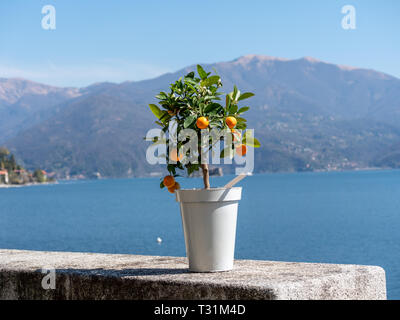 Immagine del piccolo kumquat albero in vaso su un muro di pietra con il lago e le montagne sullo sfondo Foto Stock