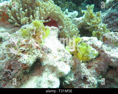 2 yellow leaf scorfani, pesci di carta, pesci balestra, o piatto Scorfani (Taenianotus triacanthus) al Mnemba Atollo, Zanzibar Foto Stock