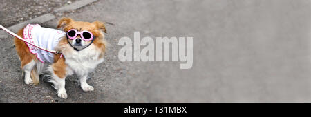 Cane con abiti e occhiali da sole rosa, Tokyo, Giappone Foto Stock
