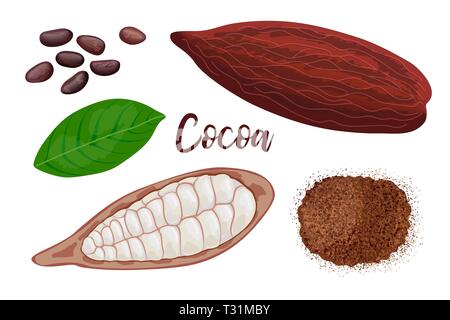 Mature di cacao cialde dolci frutti interi e screpolata, foglie, semi e polvere di cacao su sfondo bianco. illustrazione vettoriale. Illustrazione Vettoriale
