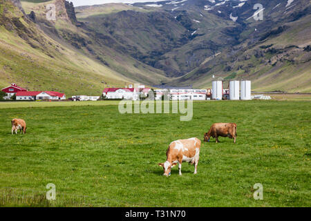 Islandese rurale scena con intervallo libero il pascolo di colore rosso e bianco Holstein razza Frisone bovini da latte in un pascolo con edifici agricoli in background, Icela Foto Stock