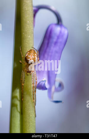 Una femmina di Orb Weaver spider, più probabile Metellina mengei ma possibilmente Metellina segmentata su un bluebell (Hyacinthoides non scripta) in primavera. Foto Stock