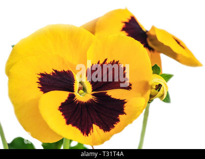 Tre tonalità di viola o pansies - un grassy annuale o biennale impianto, comune in Europa e nelle regioni temperate di Asia. Foto Stock