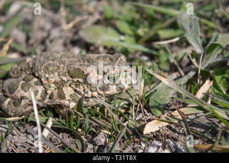 Rana in erba. Una rana verde siede nell'erba. Toad in appoggio la molla sull'erba. Paese rana. Animale. Foto Stock