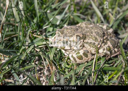 Rana in erba. Una rana verde siede nell'erba. Toad in appoggio la molla sull'erba. Paese rana. Animale. Foto Stock