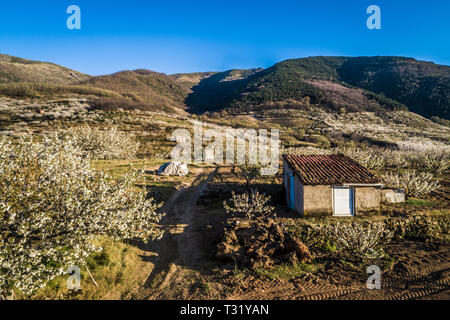 Vista aerea dei ciliegi in campi con case coloniche in primavera nella Valle del Jerte Spagna Foto Stock