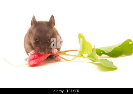 Nero criceto siriano di mangiare il ravanello isolato su bianco. Foto Stock