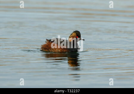 Collo Nero svasso (Podiceps niricollis) Foto Stock