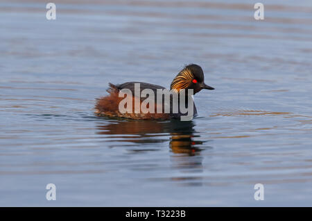 Collo Nero svasso (Podiceps niricollis) Foto Stock