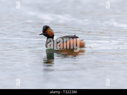 Collo Nero svasso (Podiceps niricollis) Foto Stock