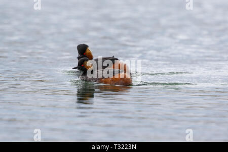 Collo Nero svasso (Podiceps niricollis) Foto Stock