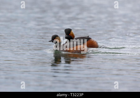 Collo Nero svasso (Podiceps niricollis) Foto Stock