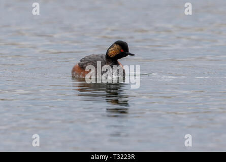 Collo Nero svasso (Podiceps niricollis) Foto Stock