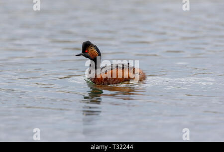 Collo Nero svasso (Podiceps niricollis) Foto Stock