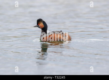 Collo Nero svasso (Podiceps niricollis) Foto Stock