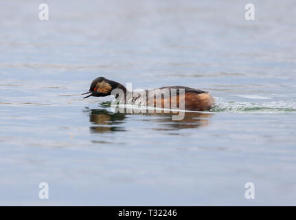 Collo Nero svasso (Podiceps niricollis) Foto Stock