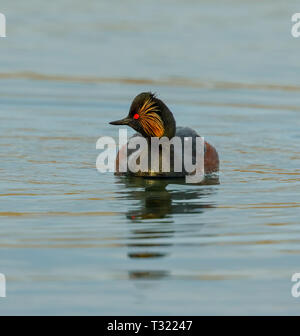 Collo Nero svasso (Podiceps niricollis) Foto Stock